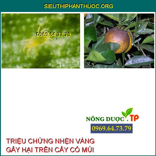 NHỆN VÀNG