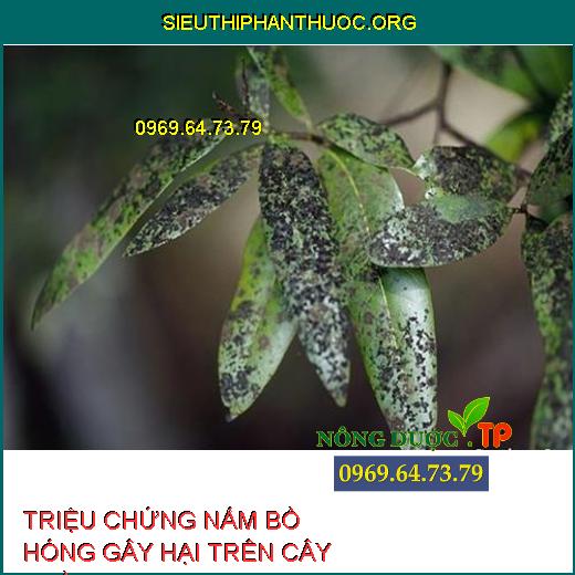 NẤM BỒ HÓNG