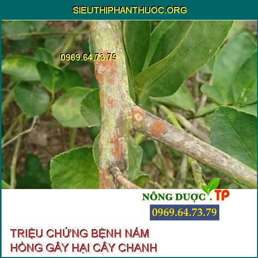 NẤM BỆNH