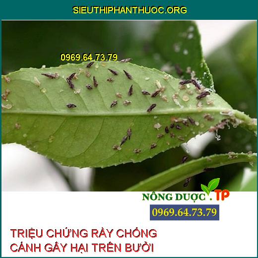Top 10 Thuốc diệt trừ côn trùng chích hút hiệu quả cho cây trồng P.1 ...