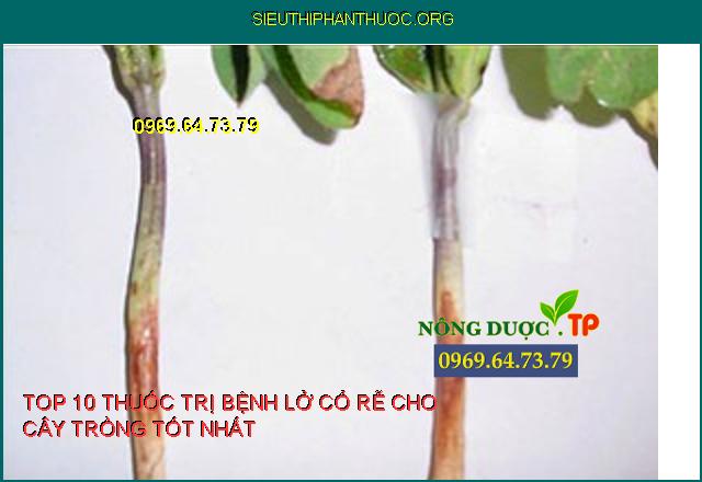 Bệnh Lở Cổ Rễ Gây Hại Trên Cây Trồng Và Top 10 Thuốc Đặc Trị Tốt Nhất.