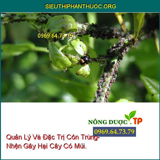 Quản Lý Và Đặc Trị Côn Trùng- Nhện Gây Hại Cây Có Múi.