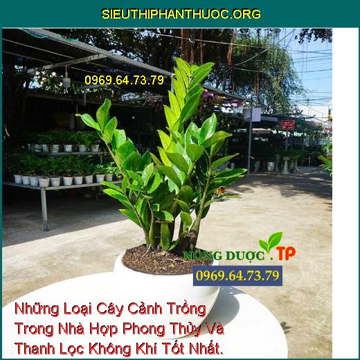 Những Loại Cây Cảnh Trồng Trong Nhà Hợp Phong Thủy Và Thanh Lọc Không Khí Tốt Nhất.