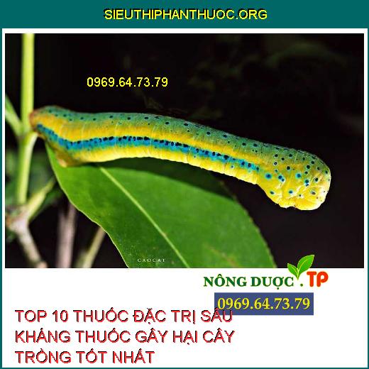 SÂU KHÁNG THUỐC