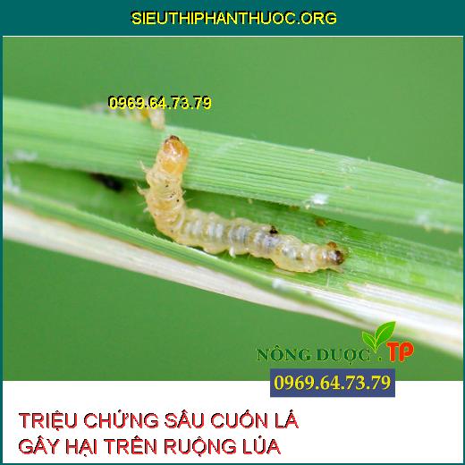 SÂU CUỐN LÁ LÚA