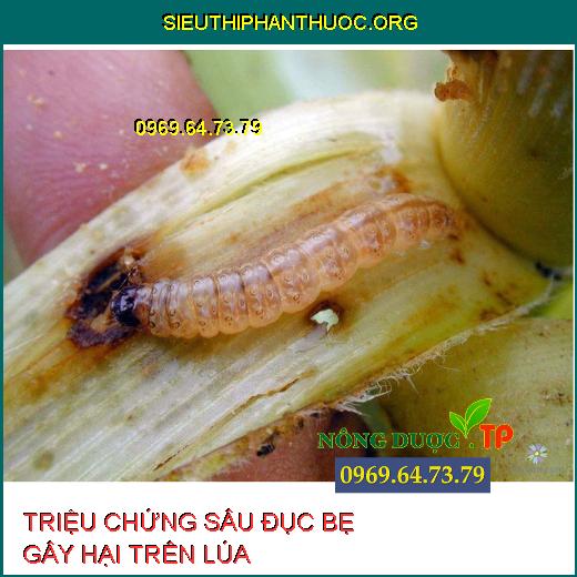 SÂU ĐỤC BẸ HẠI LÚA