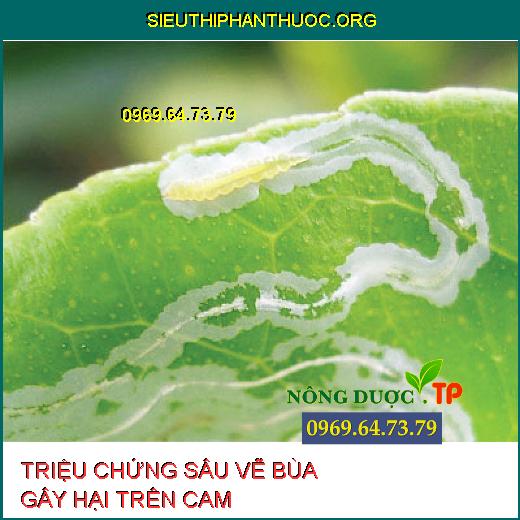 SÂU VẼ BÙA HẠI CAM