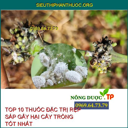 RỆP SÁP CÀ PHÊ