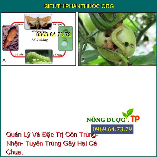 Quản Lý Và Đặc Trị Côn Trùng- Nhện- Tuyến Trùng Gây Hại Cà Chua.