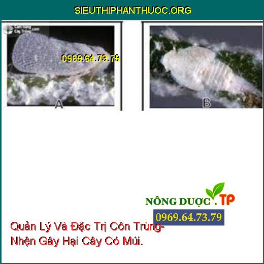 Quản Lý Và Đặc Trị Côn Trùng- Nhện Gây Hại Cây Có Múi.