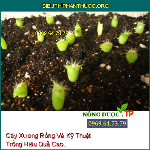 Cây Xương Rồng Và Kỹ Thuật Trồng Hiệu Quả Cao.