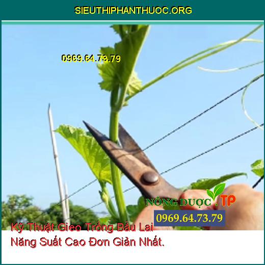 Kỹ Thuật Gieo Trồng Bầu Lai Năng Suất Cao Đơn Giản Nhất.