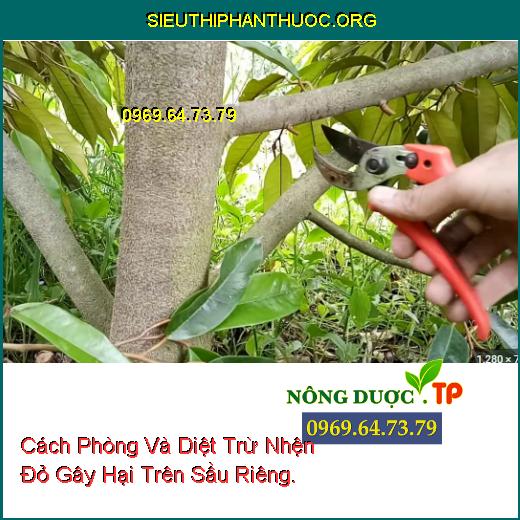 Cách Phòng Và Diệt Trừ Nhện Đỏ Gây Hại Trên Sầu Riêng.