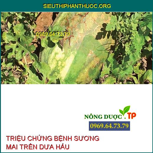 SƯƠNG MAI DƯA HẤU