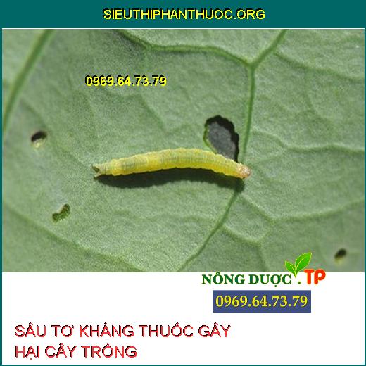 SÂU KHÁNG THUỐC