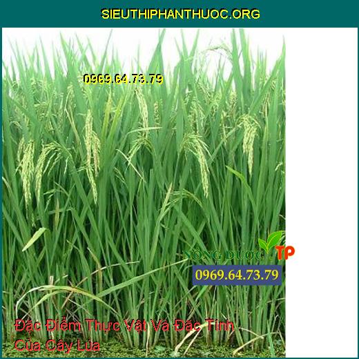 Đặc Điểm Thực Vật Và Đặc Tính Của Cây Lúa. - SIÊU THỊ PHÂN THUỐC