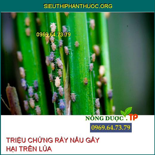 Rầy nâu hại lúa