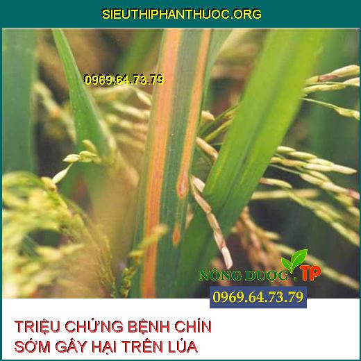 BỆNH CHÍN SỚM