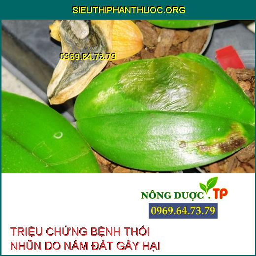 Nên sử dụng phân chuồng đã ủ hoai hoặc phân hữu cơ vi sinh để bón cho rau. 