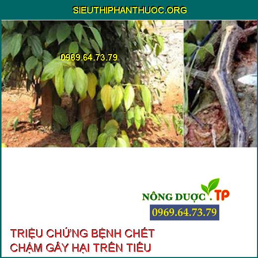 BỆNH CHẾT CHẬM