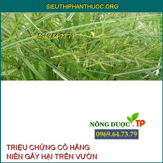 CỎ HẰNG NIÊN