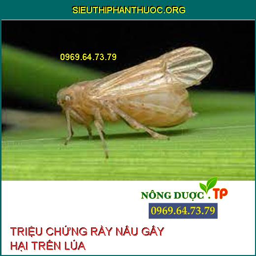 RẦY NÂU HẠI LÚA