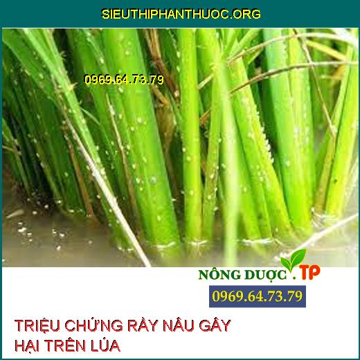 RẦY NÂU HẠI LÚA