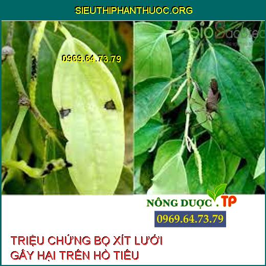 BỌ XÍT LƯỚI