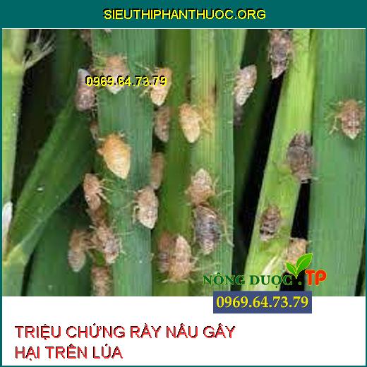 RẦY NÂU HẠI LÚA