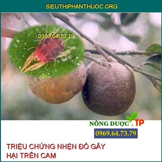 NHỆN ĐỎ TRÊN CAM