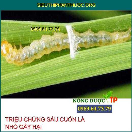 SÂU CUỐN LÁ NHỎ