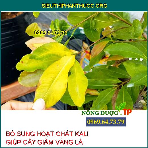 HOẠT CHẤT KALI