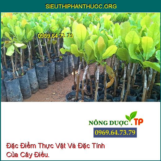 Đặc Điểm Thực Vật Và Đặc Tính Của Cây Điều.