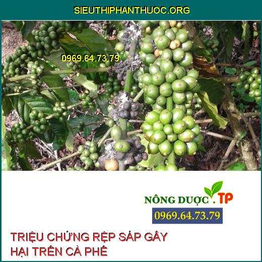 RỆP SÁP CÀ PHÊ