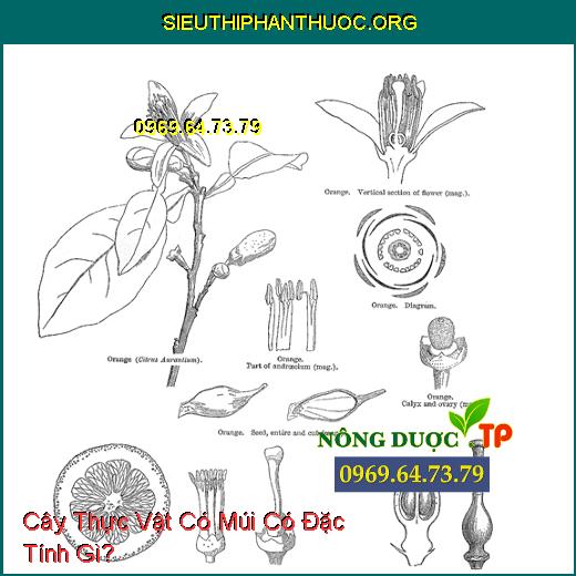 Cây Thực Vật Có Múi Có Đặc Tính Gì?