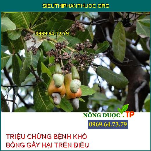 BỆNH KHÔ BÔNG