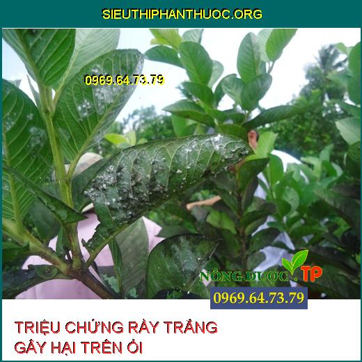 RẦY TRẮNG