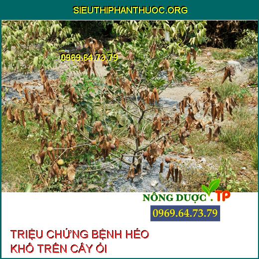 BỆNH HÉO KHÔ