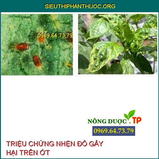 NHỆN ĐỎ