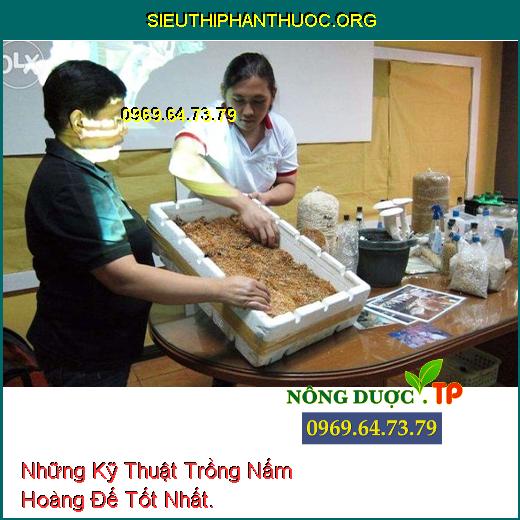 Những Kỹ Thuật Trồng Nấm Hoàng Đế Tốt Nhất.