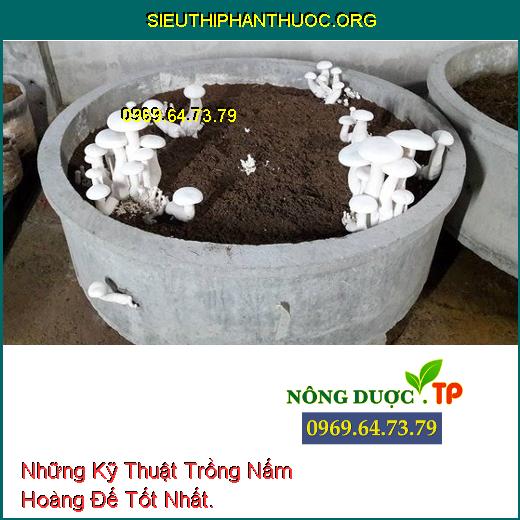 Những Kỹ Thuật Trồng Nấm Hoàng Đế Tốt Nhất.