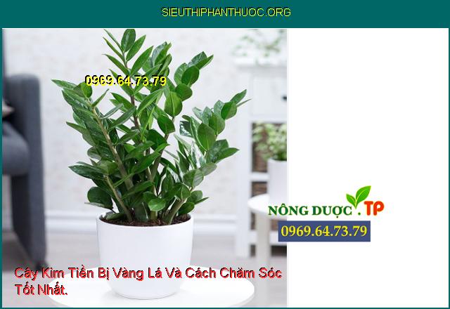 Cây Kim Tiền Bị Vàng Lá Và Cách Chăm Sóc Tốt Nhất.