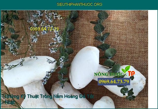 Những Kỹ Thuật Trồng Nấm Hoàng Đế Tốt Nhất.