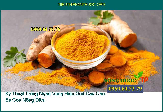 Kỹ Thuật Trồng Nghệ Vàng Hiệu Quả Cao Cho Bà Con Nông Dân.