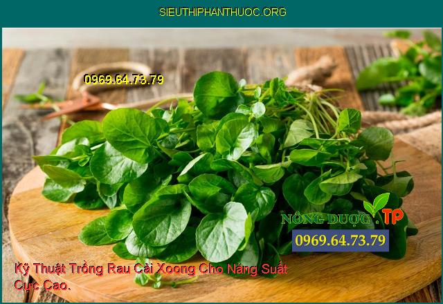 Kỹ Thuật Trồng Rau Cải Xoong Cho Năng Suất Cực Cao.