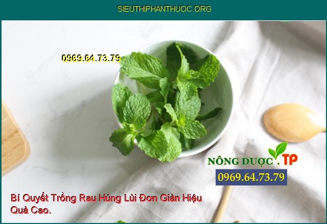 Bí Quyết Trồng Rau Húng Lủi Đơn Giản Hiệu Quả Cao.