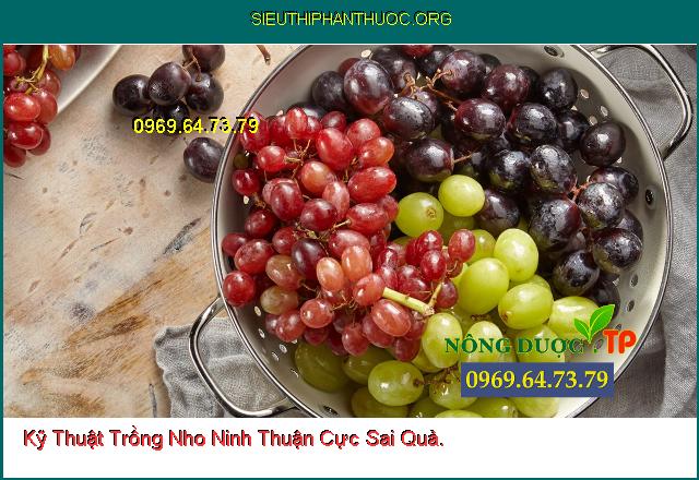 Kỹ Thuật Trồng Nho Ninh Thuận Cực Sai Quả.