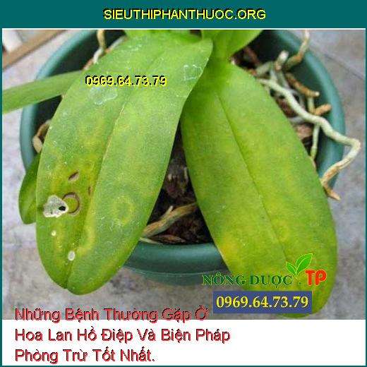 Những Bệnh Thường Gặp Ở Hoa Lan Hồ Điệp Và Biện Pháp Phòng Trừ Tốt Nhất.