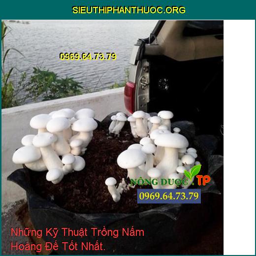 Những Kỹ Thuật Trồng Nấm Hoàng Đế Tốt Nhất.