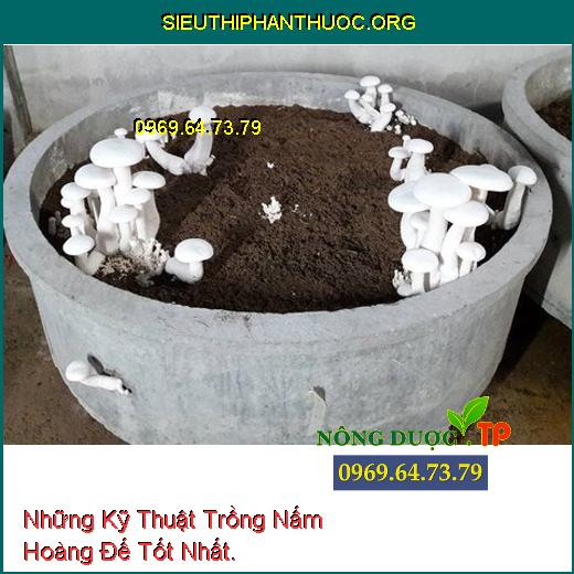 Những Kỹ Thuật Trồng Nấm Hoàng Đế Tốt Nhất.